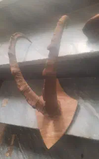 شاخ