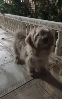 سگ بامزه