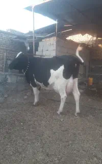 سوپر گاو هلشتاین شیری