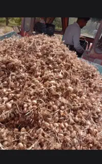خرید و فروش پیاز زعفران زاوه  بابهترین کیفیت