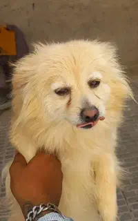 سگ پایمرروباهی با شیتزو