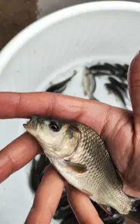 بچه ماهی کپو‌‌ر اصلاح نژاد آمور فتوفاگ