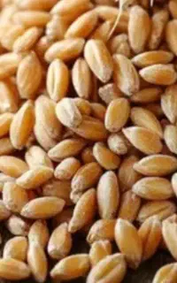 سه تون گندم درجه یک بدون خاک