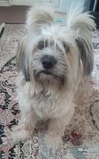 سگ خارجی کاملا ساکت و حرف گوش کن