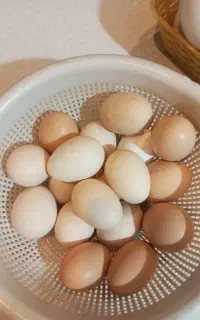 تخم مرغ نطفه دار و خوراکی