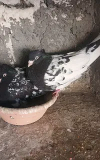 کفتر کبوتر