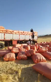 کاه گندم