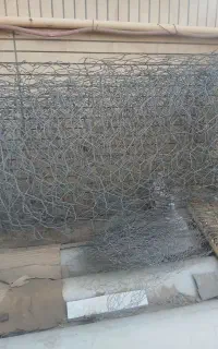 فنس  ضخیم