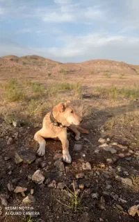 سگ ماده برای گله