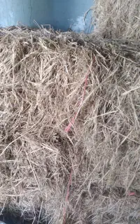 سرچنای بسته بندی شده