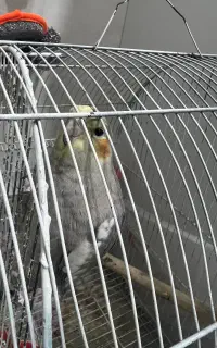 عروس هلندی