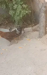 جوجه مرغ