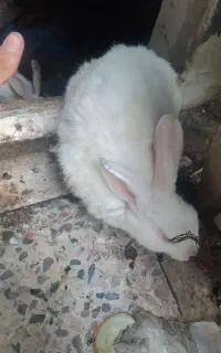 یک جفت خرگوش نر وماده