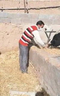 استخدام کارگر دامداری ماسال/شاندرمن