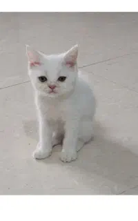 پرشین سفید