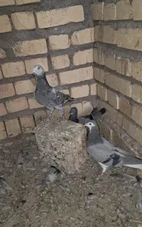 کبوتر پلاکی و دمگیر