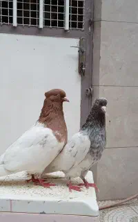 کله سار موشی و زرد هفترنگ درشت