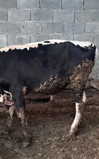 گوساله نر