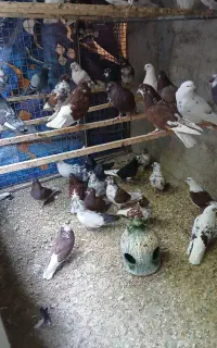 تعدادی کبوتر