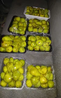 انجیر گلابی سفید ازمیر
