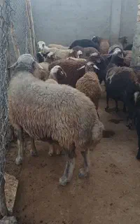 فروش  قوچ