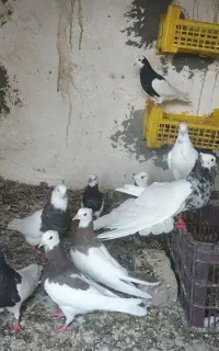 کفتر طوقی