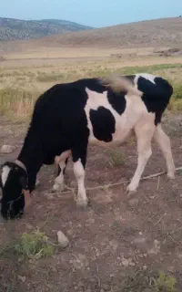 گاو