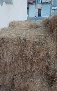 علف