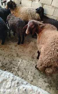 بره نر
