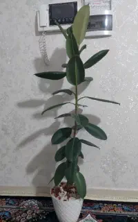 گل فیکوس