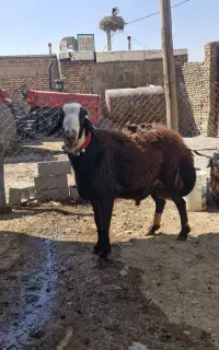 قوچ افشاری اصیل