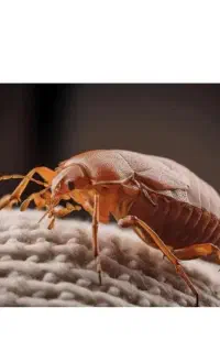 سمپاشی تضمینی