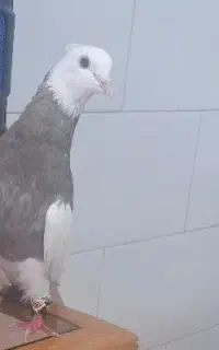 کبوتر نر بدونه پر اضافه ضمانتی