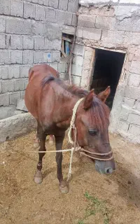 فروش اسب