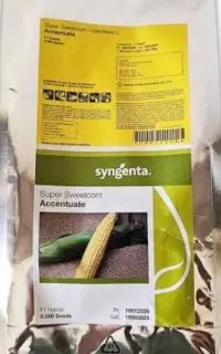 بذر ذرت شیرین Accentuate ( اکشن )