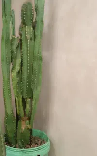 کاکتوس