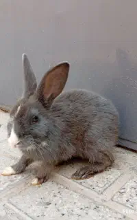خرگوش