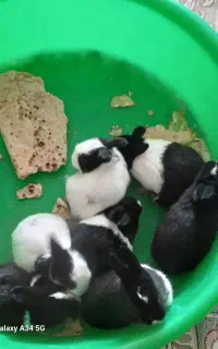 بچه خرگوش فروشی