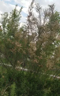 باغبانی