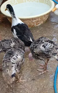 بوقلمون مرغ خروس اردک