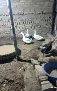 اردک