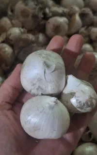 موسیر