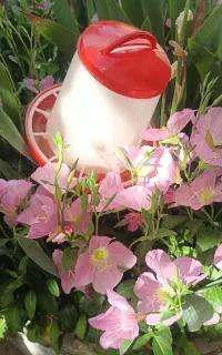 آبخوری و دانخوری