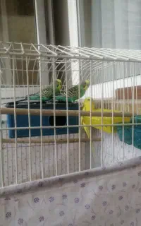 مرغ عشق معاوضه با جوجه عروس هلندی