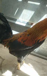خروس محلی