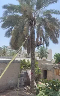 قطع نخل و درخت در باغ و منزل