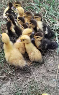 جوجه اردک اسرائیلی ۲۰روزه