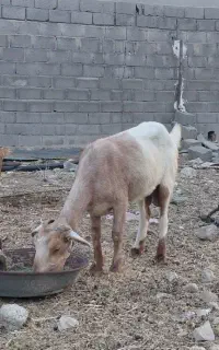 فروش بز کهره دار