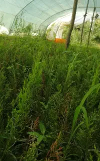 نشا لاوسون ریشه پر