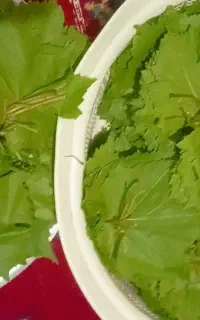 برگ انگور درجه یک